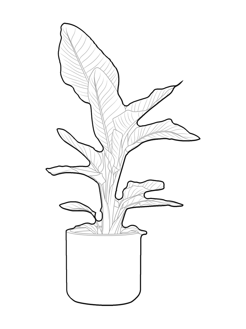 Planta en maceta
