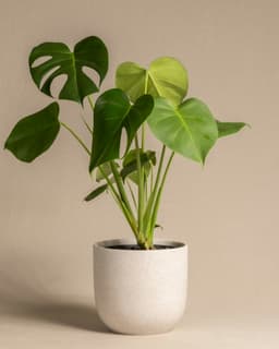 Monstera en una maceta