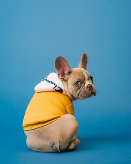 Bulldog francés con sudadera