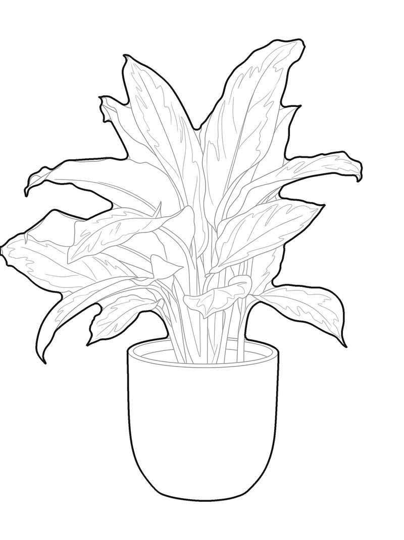 Dibujo de línea de una planta de hoja ancha en maceta, alzado frontal