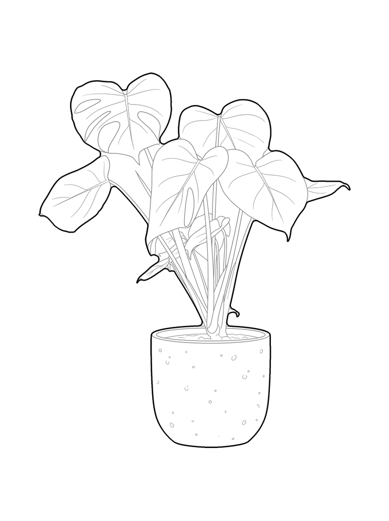 Line drawing of a monstera plant in a pot