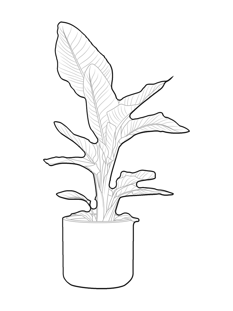 Planta en maceta