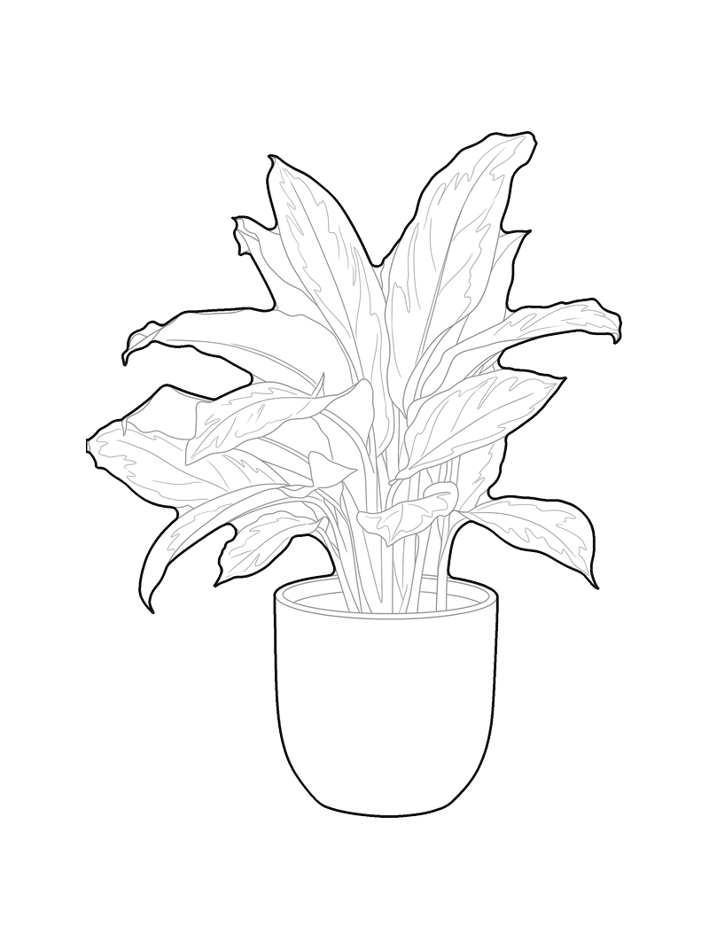Line drawing of a leafy plant in a pot, front elevation