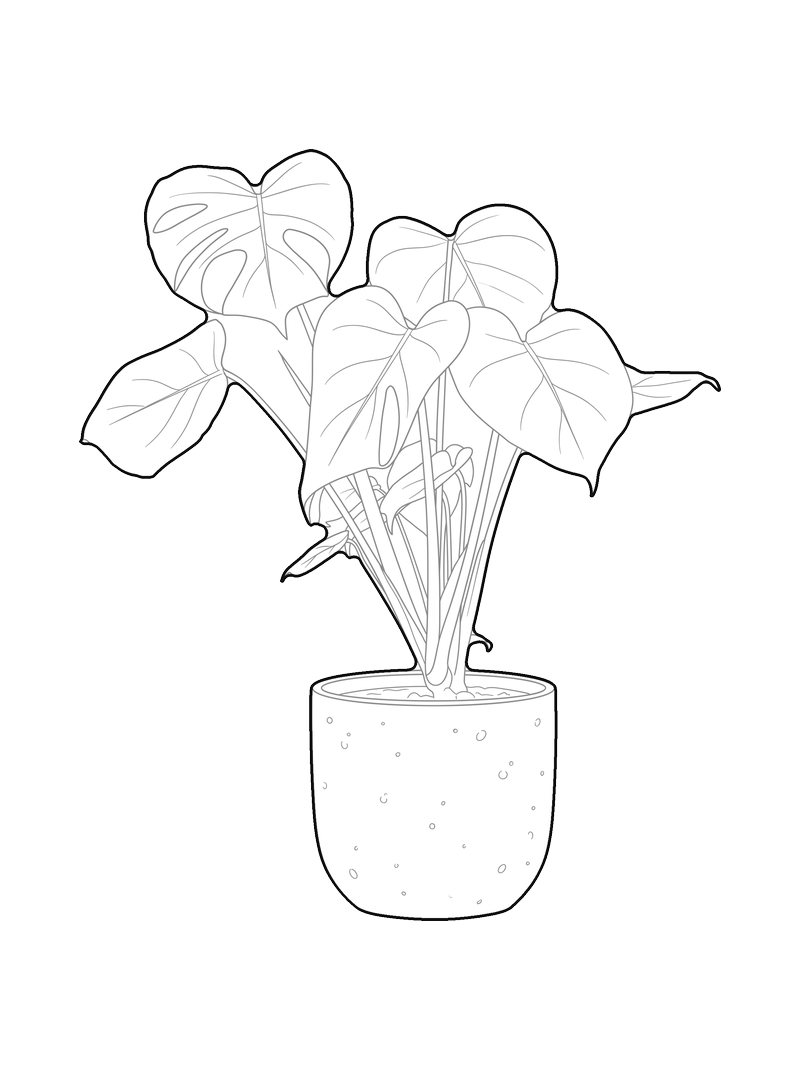 Line drawing of a monstera plant in a pot