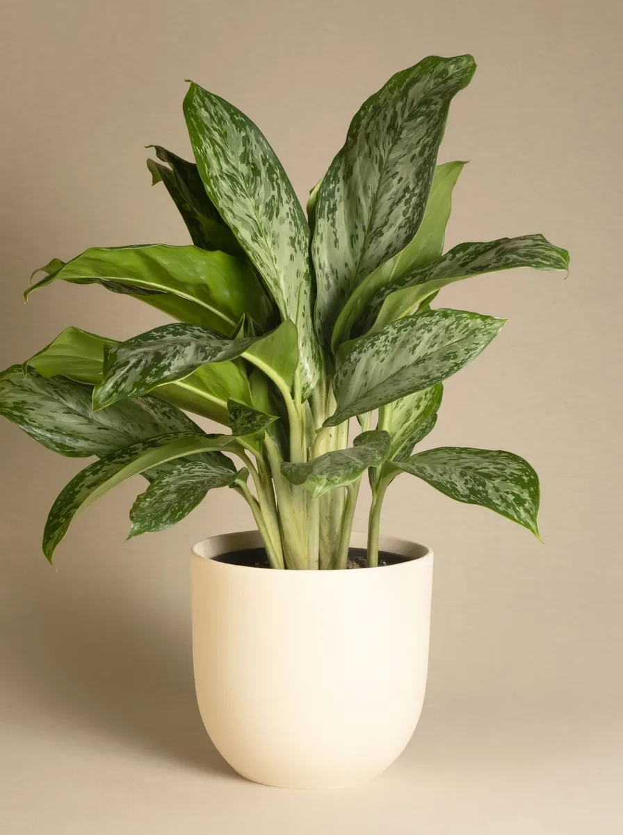 Before and after: a potted plant turned into an embroidery-ready line outline